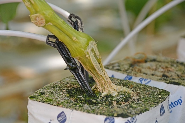 Pythiumaantasting komkommerplant.jpg